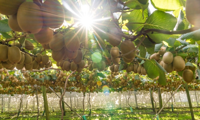 Актинидия в крыму