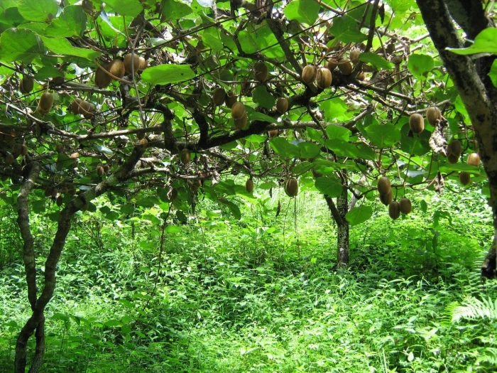Киви дерево или кустарник