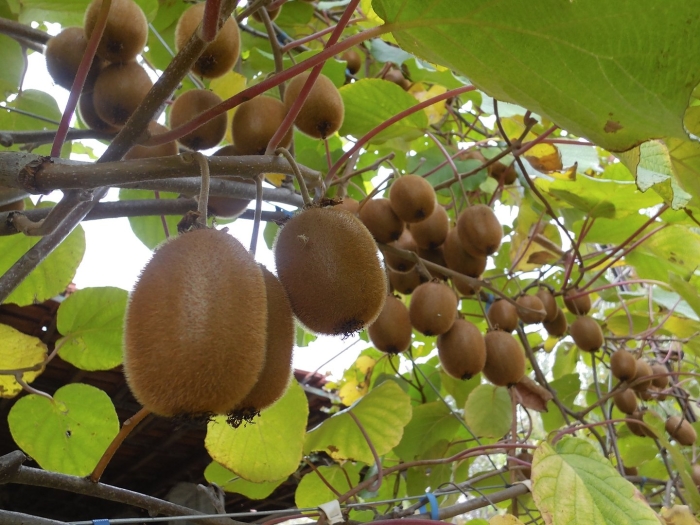 Киви фроуктактинидия