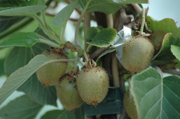 Растение киви