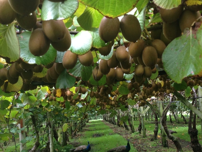 Северное киви актинидия