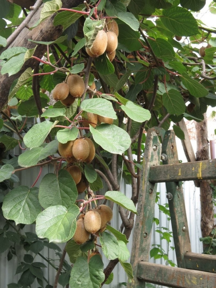 Актинидия гибридная закарпатье