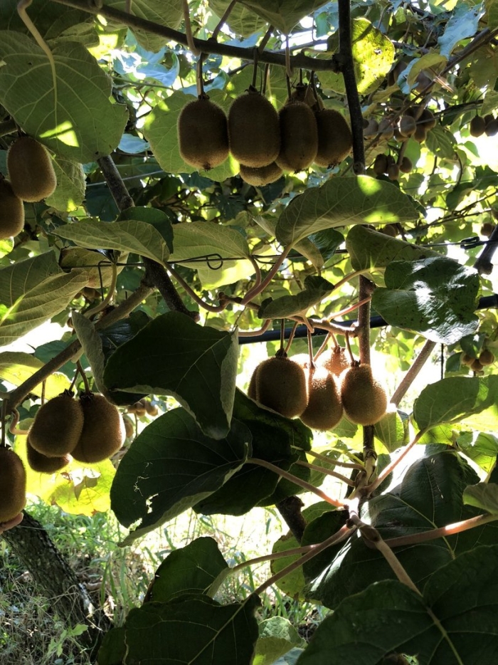 Киви актинидия