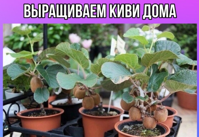 Киви в домашних условиях выращивание из семян