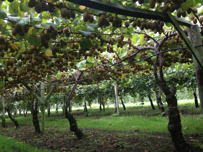 Плантация киви