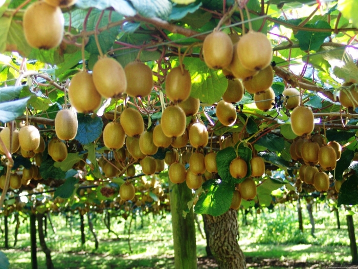 Актинидия боскоп