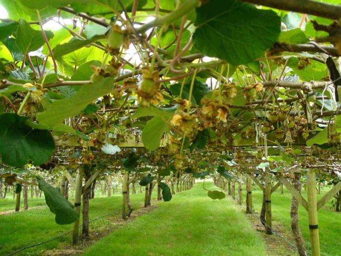 Растение киви