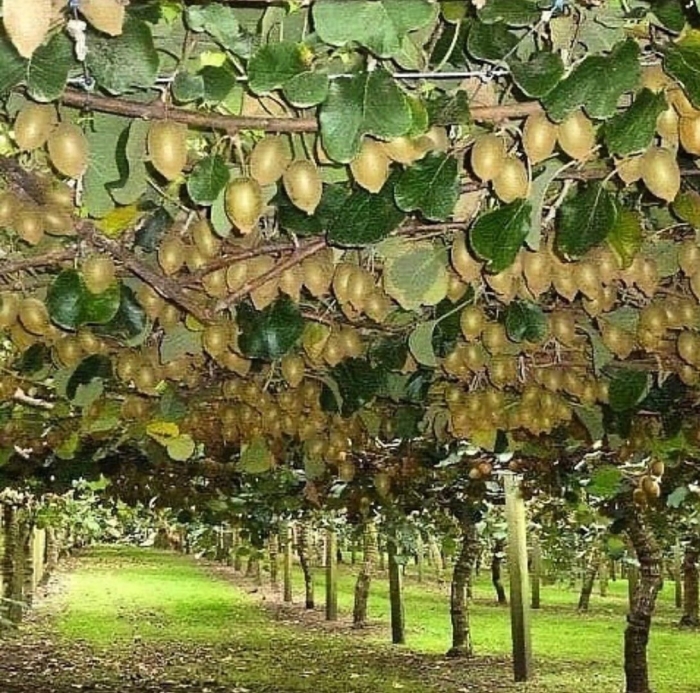 Актинидия полигама