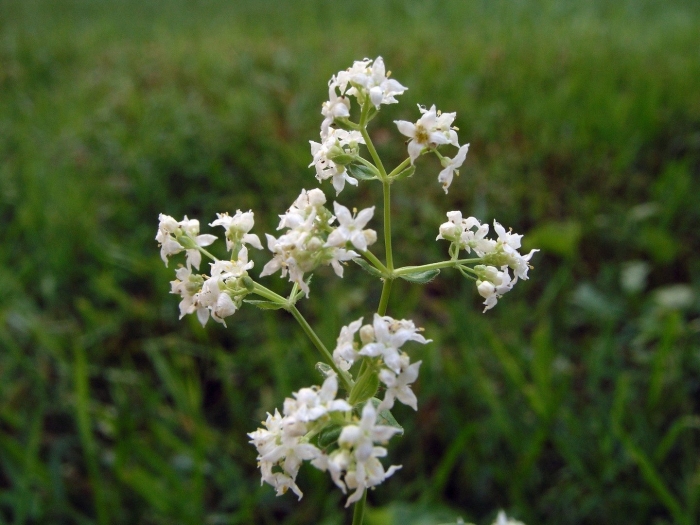 Подмаренник мареновидный