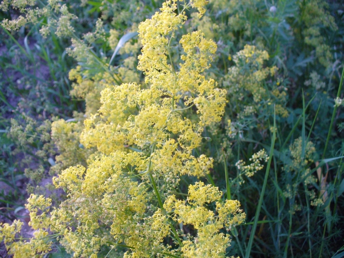 Подмаренник галиум