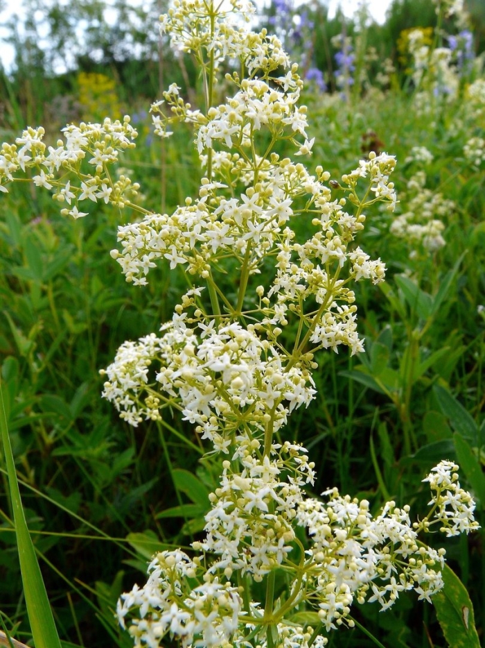 Цветок подмаренник северный
