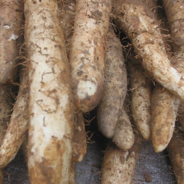 Корень ямса