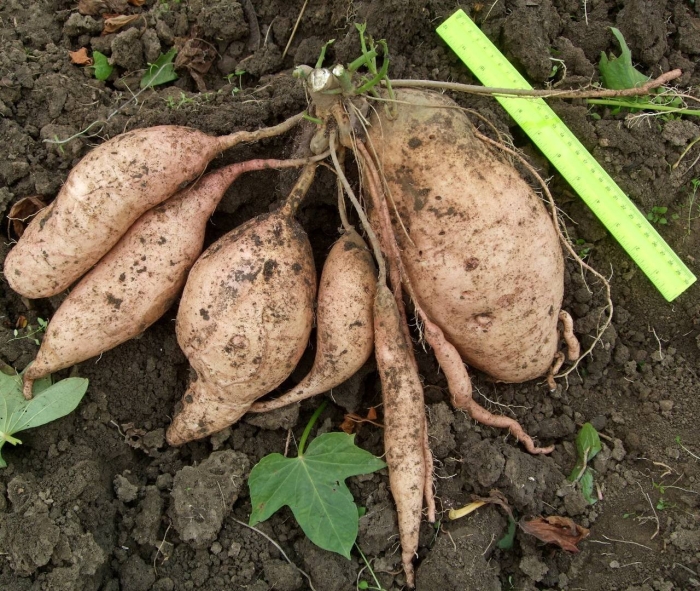 Корневые клубни батата