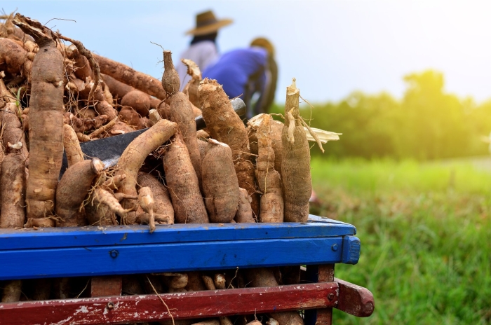 Ямс и кассава