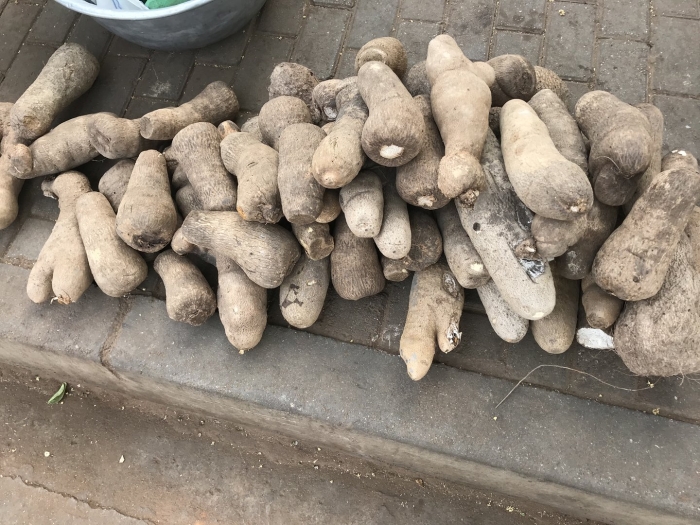 Слоновый ямс