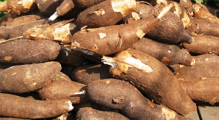 Корень маниока