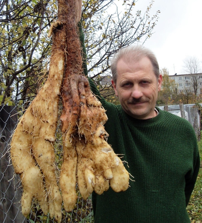 Якон растение