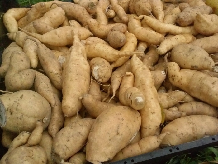 Батата харра