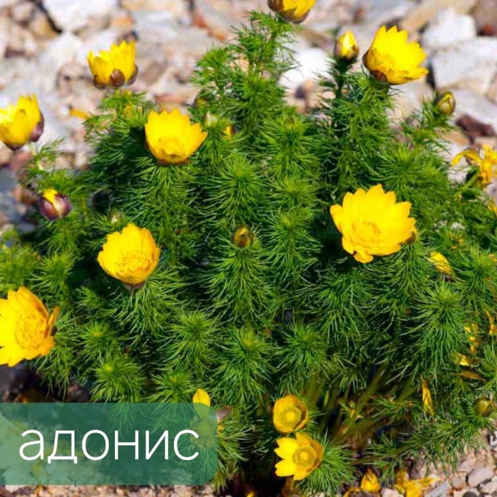 Адонис весенний