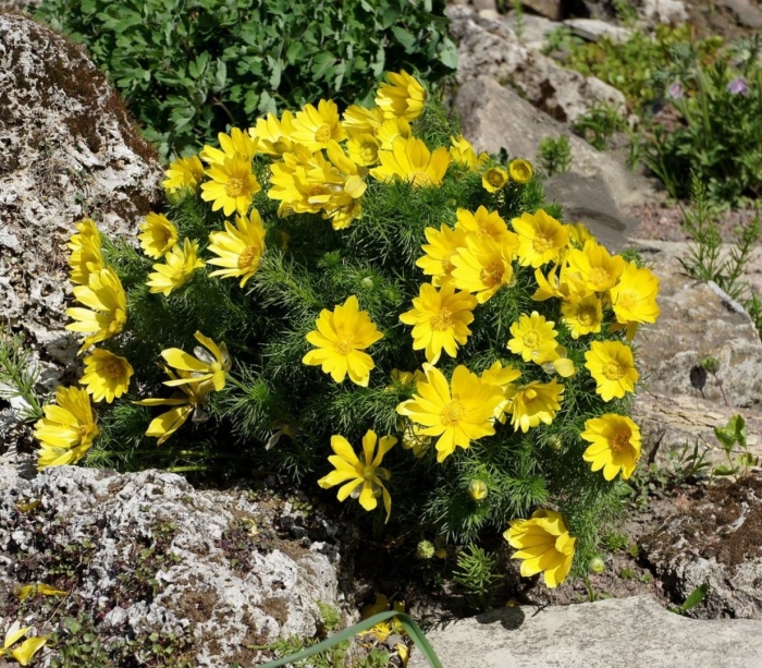 Адонис весенний горицвет