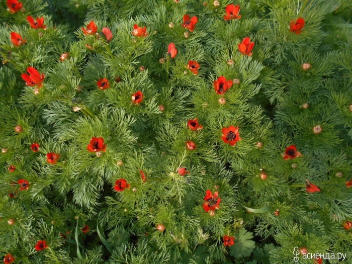 Адонис керубино