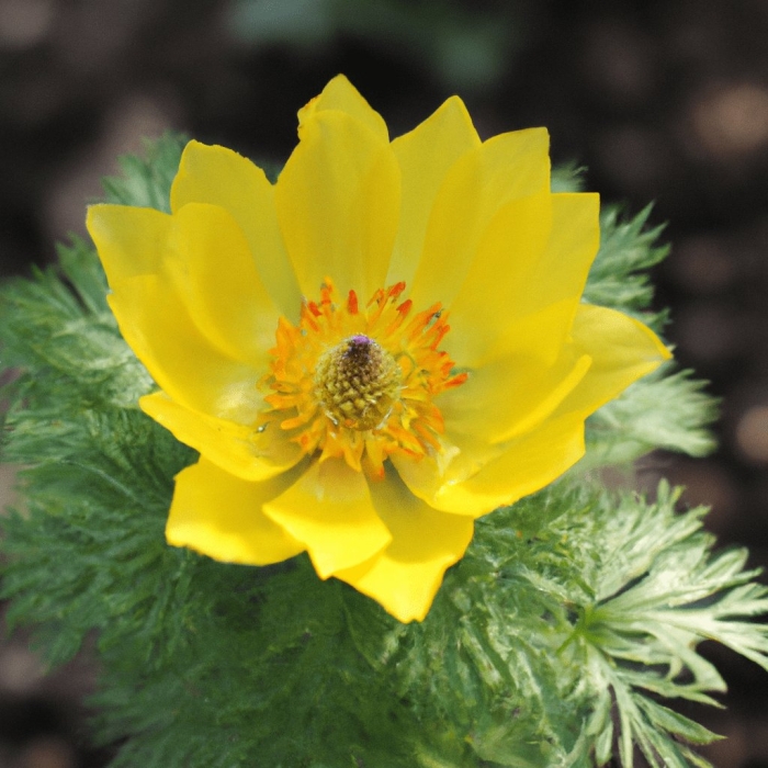 Адонис весенний горицвет