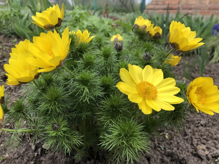 Адонис весенний горицвет