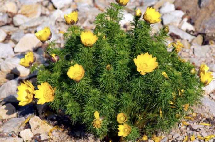 Адонис весенний горицвет