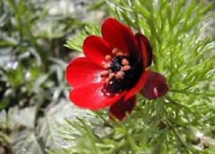 Адонис цветок красный