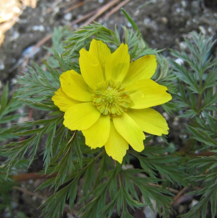 Адонис весенний горицвет