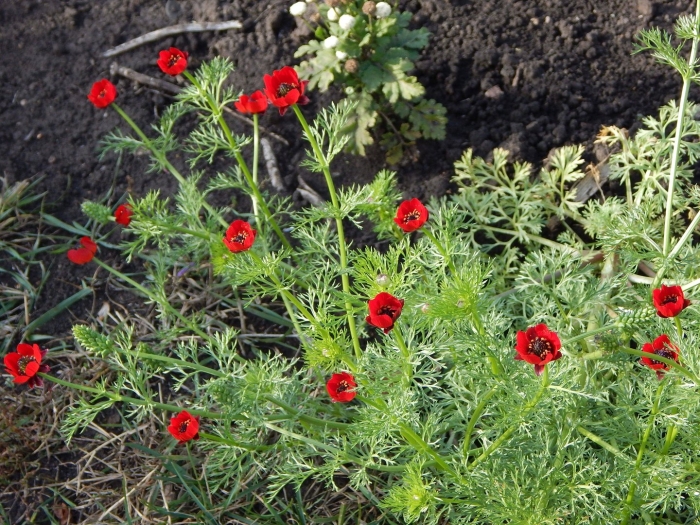 Адонис летний керубино