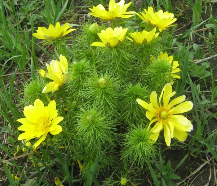 Адонис лютиковые