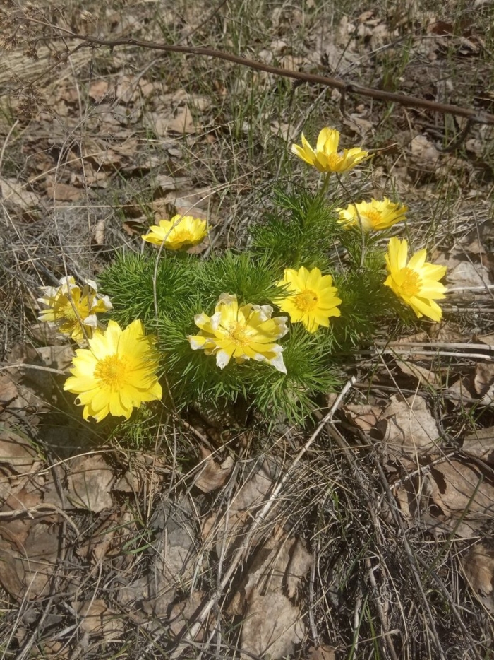 Первоцвет адонис весенний