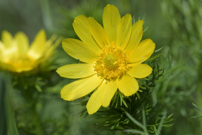 Адонис весенний горицвет