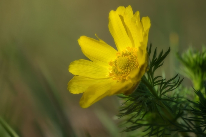 Адонис весенний горицвет