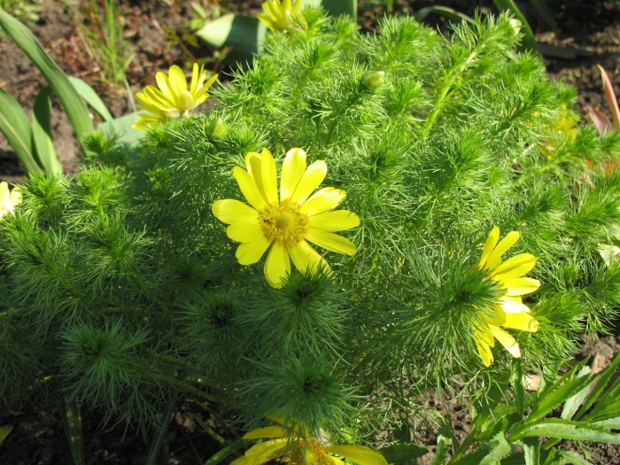 Адонис весенний (горицвет весенний)