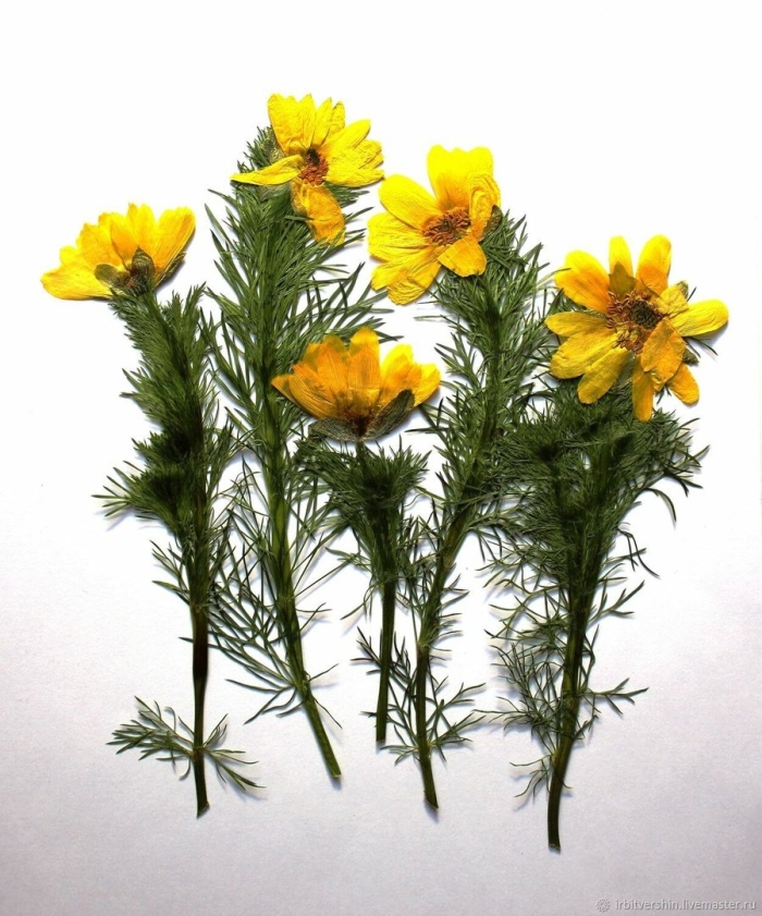 Адонис весенний горицвет