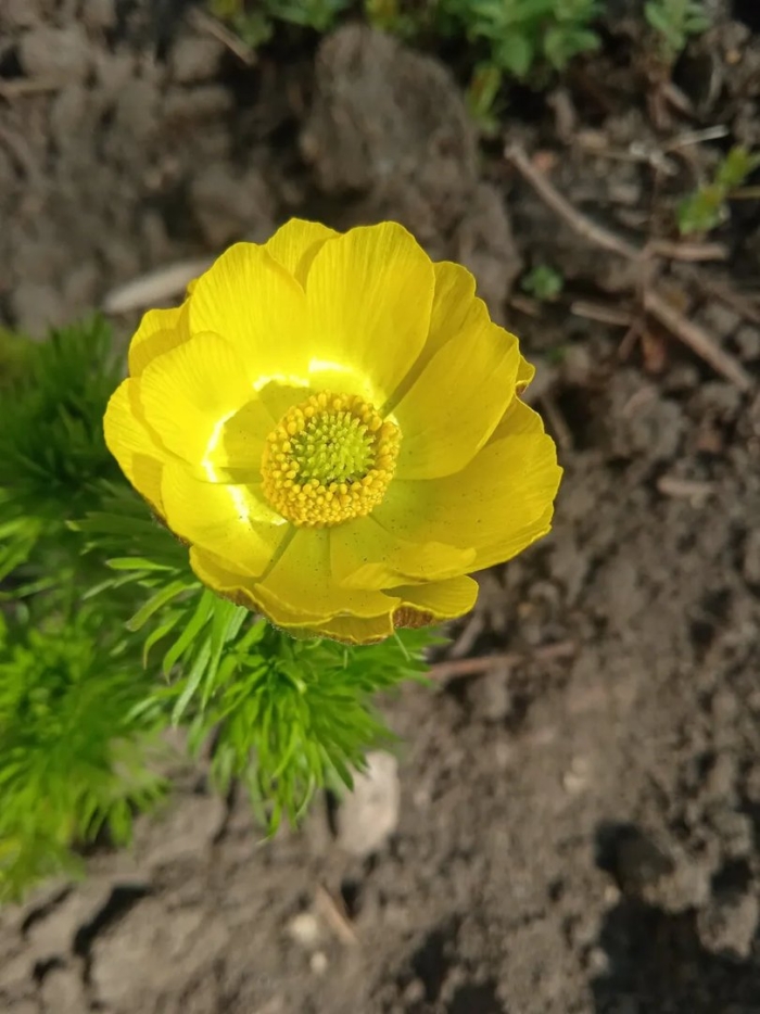 Адонис весенний