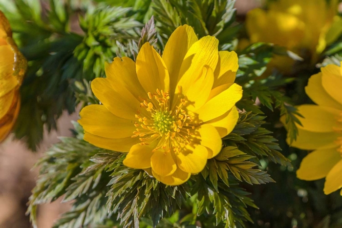 Адонис весенний горицвет