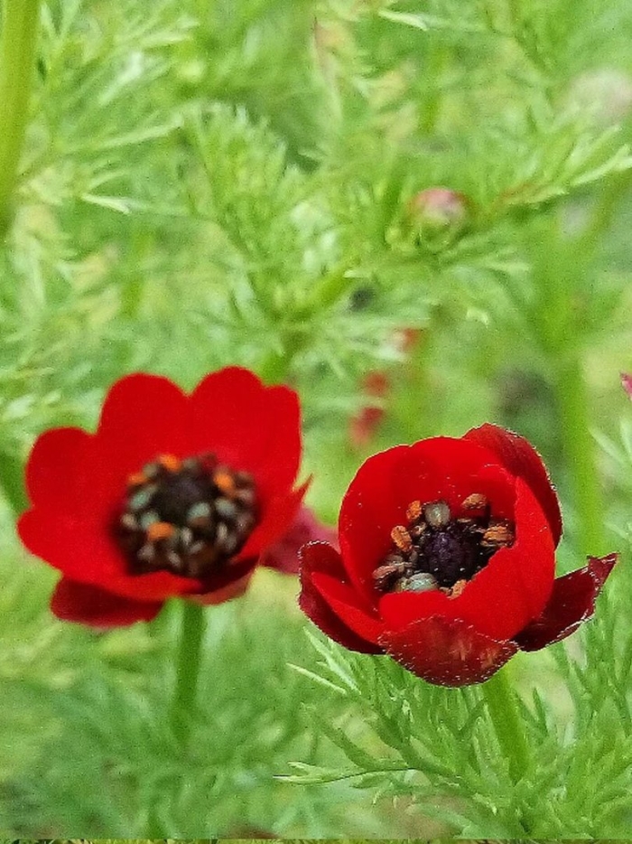 Адонис цветок красный
