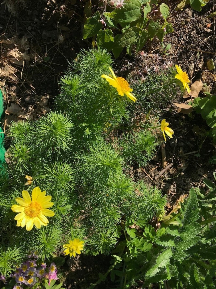 Адонис стародубка растение