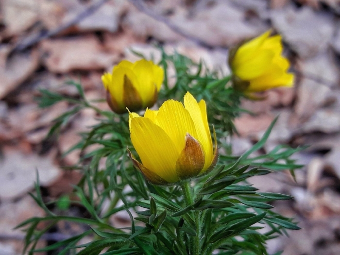 Адонис весенний