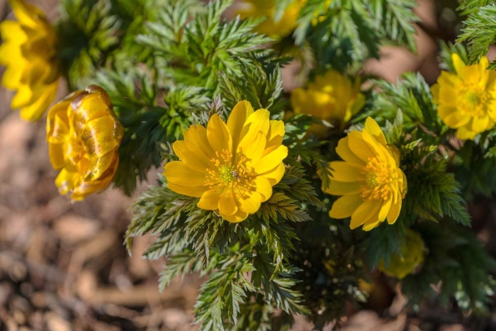 Адонис амурский