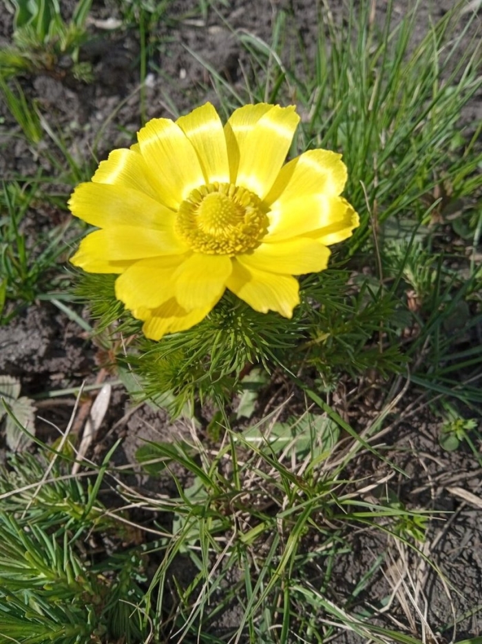 Горицвет кожистый