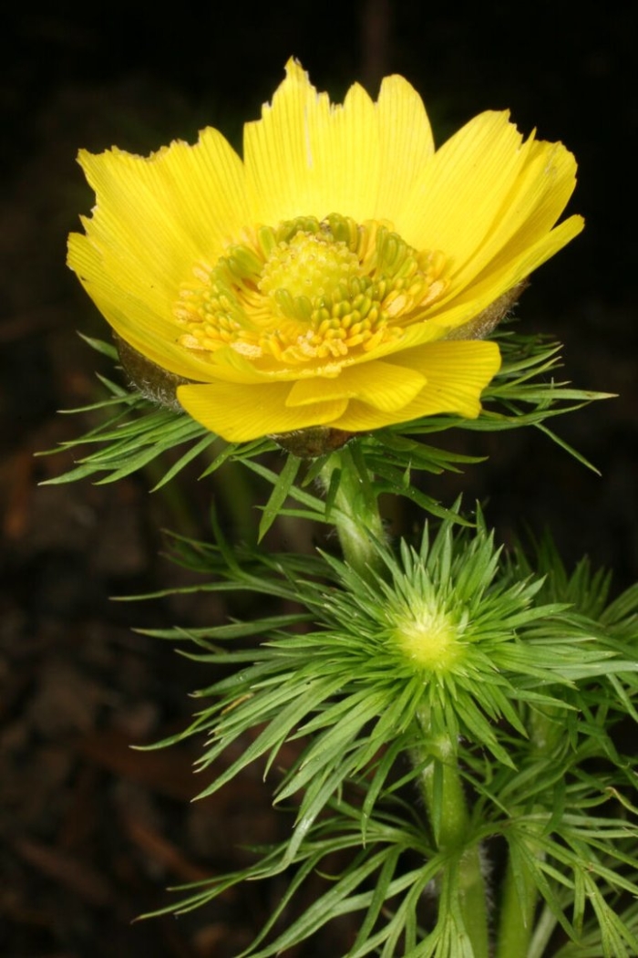 Цветок адонис