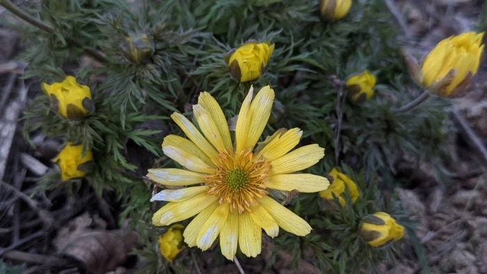 Адонис весенний