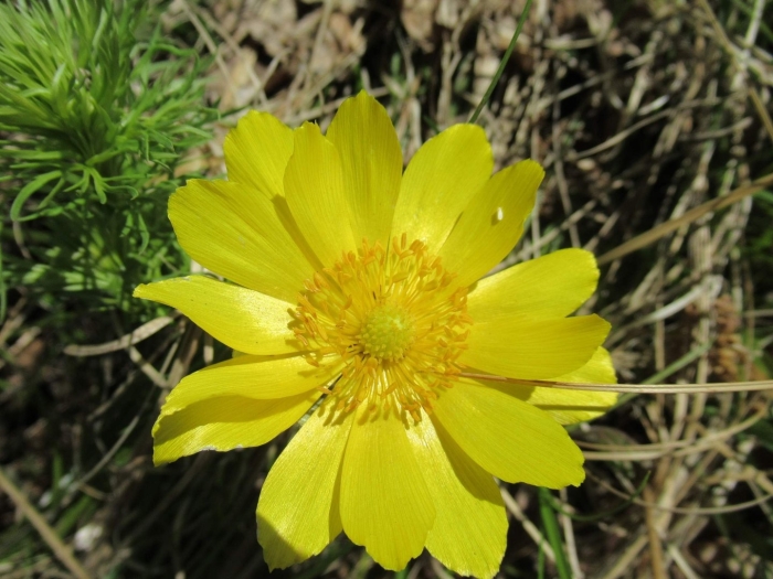 Стародубка цветок