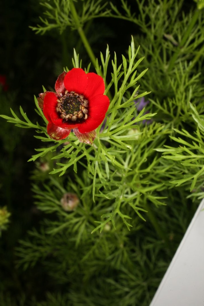 Адонис красный