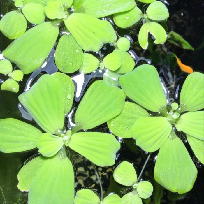 Пистия аквариумное