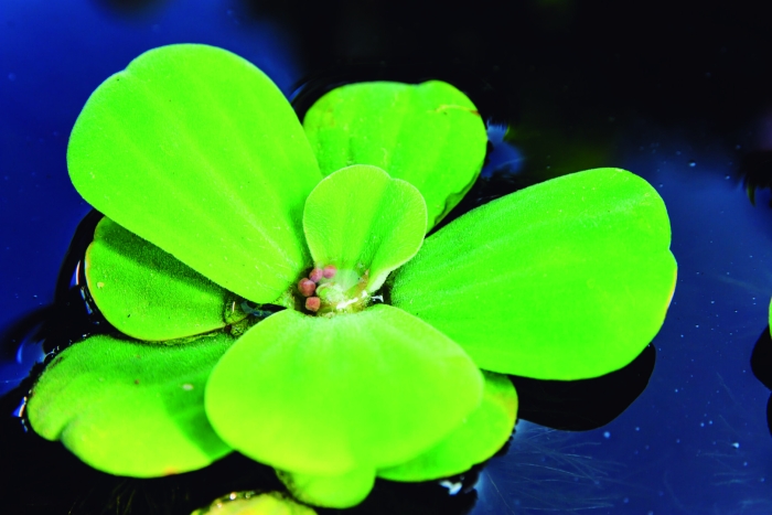 Пистия аквариумное